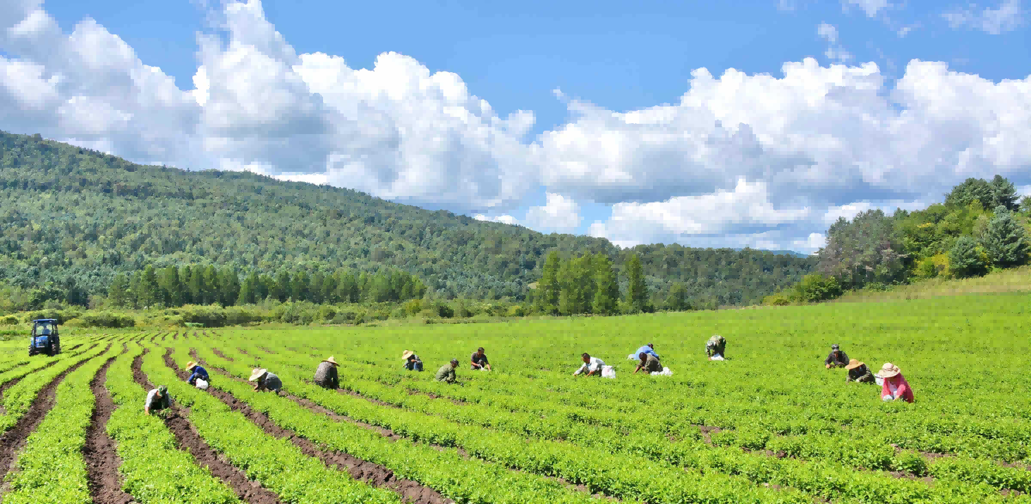 三粒臻品道地本草种植基地
